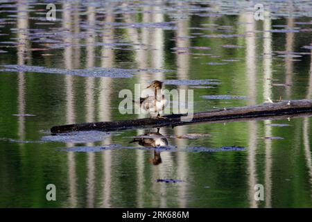 A front view of a female common merganser duck looking to the left while standing on a fallen tree in a pond in Wrentham, MA Stock Photo