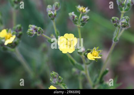 Silvery cinquefoil, Potentilla argentea. Yellow flowers. Perennial herbaceous plant species of the genus Potentilla of the Rosaceae family. Stock Photo