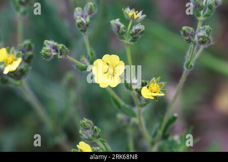 Silvery cinquefoil, Potentilla argentea. Yellow flowers. Perennial herbaceous plant species of the genus Potentilla of the Rosaceae family. Stock Photo