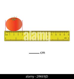 Längenmessung in Zentimetern Tomate mit dem Lineal. Arbeitsblatt zur Entwicklung von Schulungen. Spiel für Kinder. Puzzle für Kinder. Vektorillustration. Stock Vektor