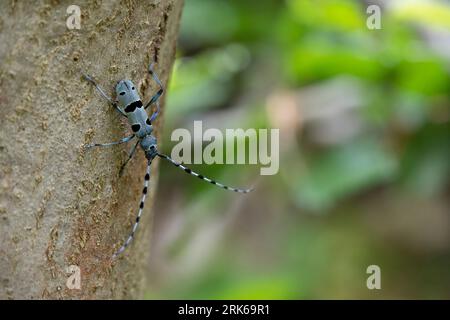 Ein Nahbild einer Arthropode, die auf der Rinde eines Baumstammes thront Stockfoto