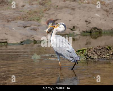 Ein majestätischer grauer Reiher, der in einem ruhigen Fluss steht und einen Fisch im Schnabel hält. Stockfoto