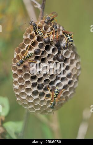 Ein lebendiges Bild einer Kolonie von Honigbienen, die um ihr Nest in einer üppigen grünen Wiese Summen Stockfoto