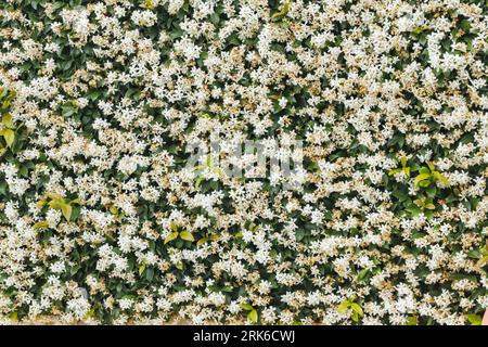 A close-up of a vibrant green bush with jasmine flowers. Stockfoto
