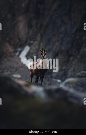 Eine Gämse (Rupicapra rupicapra), die auf einem felsigen Berg steht und direkt auf die Kamera schaut Stockfoto