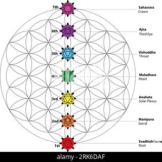 Sieben Chakras mit sieben Chakra-Symbolen mit Namen. Das sind Religions-, Philosophie- und Spiritualitätssymbole. Vektorillustration. Im Hintergrund Stock Vektor