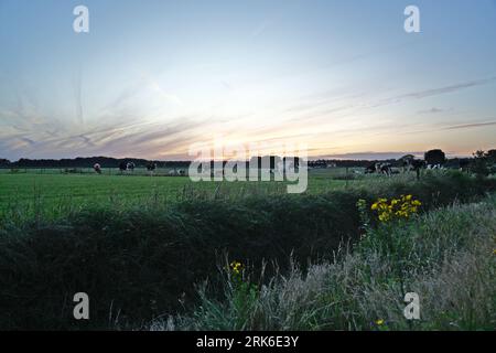 Milchvieh steht auf der Weide am Sommerabend, im Hintergrund ein Bauernhof und ein Sonnenuntergang Himmel. Typisch niederländische Landschaft und Holstein Friesische Kühe. Stockfoto