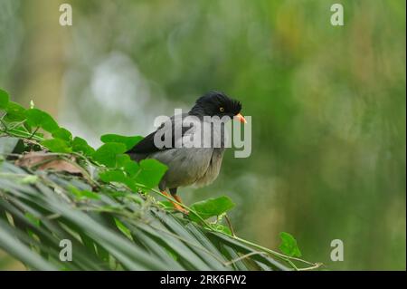 Die Dschungelmyna (Acridotheres fuscus) ist eine Myna, ein Mitglied der Starling-Familie. Es ist lückenhaft über einen Großteil des Festlands der verteilt Stockfoto