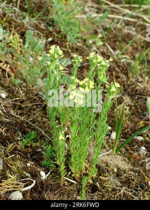 Sandtoadflax, 'Linaria arenaria', kurz, klebrig behaart, gelb geblüht, selten.Gefunden in Sanddünen.Küstenhabitat. Mai bis September. Braunton. Norden Stockfoto