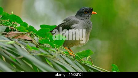 Die Dschungelmyna (Acridotheres fuscus) ist eine Myna, ein Mitglied der Starling-Familie. Es ist lückenhaft über einen Großteil des Festlands der verteilt Stockfoto