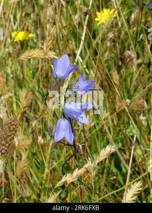 Harebell 'Campanula rotundifolia'  Bell shaped blue wild flower also known as Scottish Bluebell. Dainty blue bells which attract bees.Narrow stem leav Stock Photo