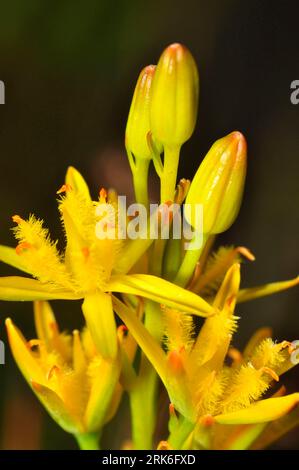 Bog asphodel'Narthecium ossifragum'cheery, bright yellow mid-summer pyramidal flower spikes found in peat bogs, moorland on wet acid habitats. New For Stock Photo