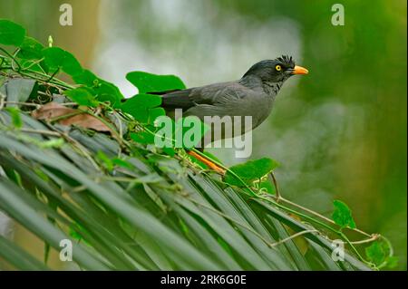 Die Dschungelmyna (Acridotheres fuscus) ist eine Myna, ein Mitglied der Starling-Familie. Es ist lückenhaft über einen Großteil des Festlands der verteilt Stockfoto