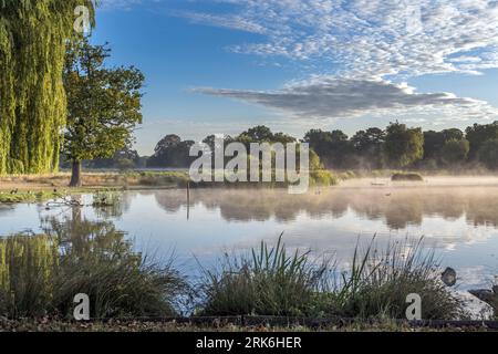 Heller, nebeliger, sonniger Augustmorgen in den Bushy Park Ponds in Großbritannien Stockfoto