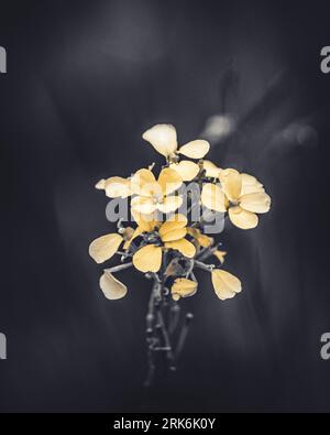 A closeup of wallflowers on a dark background Stockfoto