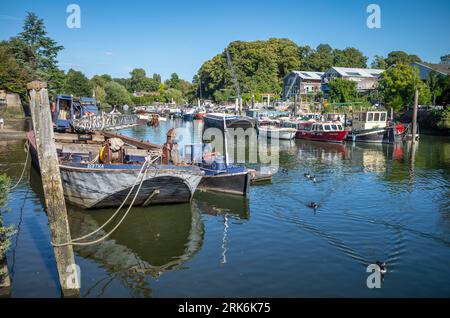 Ausflugsboote und Lastkähne, die an der Themse in Twickenham nahe der Insel Eel Pie im Westen Londons, Großbritannien, vor Anker liegen. Stockfoto