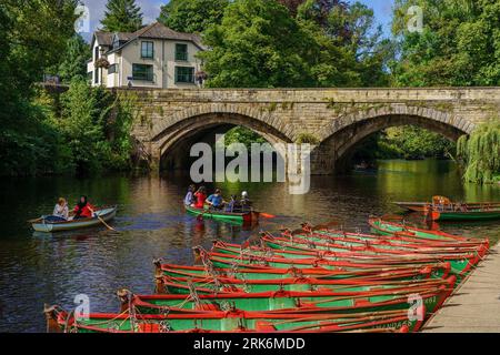 Grüne und rote Ruderboote legten in Reihen am Nidd River an, mit Ruderern in zwei Booten in der Nähe, Knaresborough, North Yorkshire, UK. Stockfoto