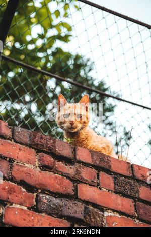 A vertical shot of a cute ginger cat on the wall in a park Stock Photo