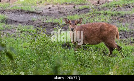 Indisches Schweinwild, das die Kamera anschaut, gedreht im Kaziranga-Nationalpark, Assam, Indien. Stockfoto