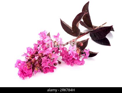 Rosa Lagerstroämie mit violettem Blatt in einem Studio Stockfoto