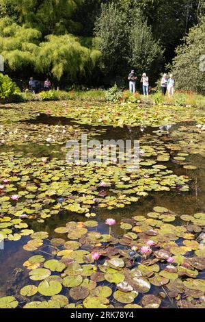 Besucher, die im englischen Sommer die Sonne genießen, können die Bennetts Water Gardens, Chickerell, Weymouth Dorset UK besuchen Stockfoto