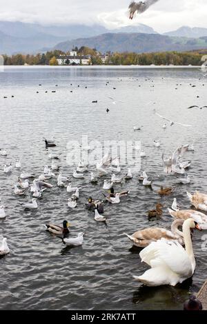 Wasservögel in Gmunden am Traunsee, Österreich, Europa Stockfoto