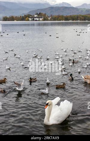 Wasservögel in Gmunden am Traunsee, Österreich, Europa Stockfoto