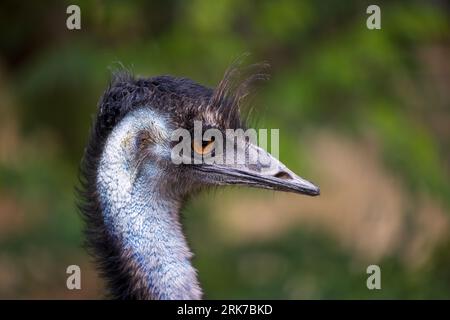 Eine große WWU (Dromaius novaehollandiae), die in einem Porträt mit leicht nach links gerichteter Ausrichtung aufgenommen wurde Stockfoto
