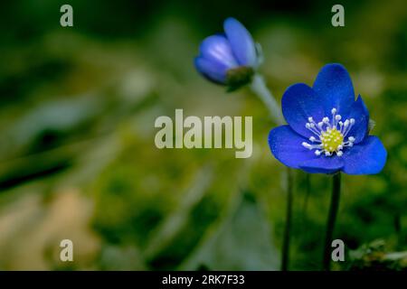 A closeup of a blue Anemone americana (Round-lobed Hepatica) Stock Photo