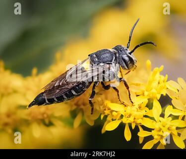 Ein Makro einer Coelioxys scharfschwänzigen Kuckucksbiene (Megachilidae sp), die sich von einer Goldrute ernährt Stockfoto