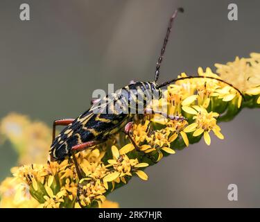 Ein schwarz-gelber Locust Borer Longhorn Beetle (Megacyllene robiniae) an herbstgelben Goldruten-Blüten Stockfoto