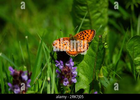 Auf einem üppigen, grünen Blatt thront ein lebhafter kleiner, marmorierter Fritillenfalter, dessen Flügel weit ausgebreitet sind Stockfoto