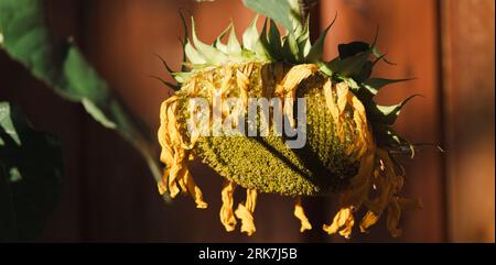 A closeup shot of details on a wilting dying yellow sunflower Stock Photo