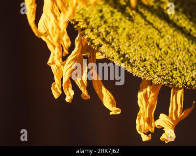 A closeup shot of details on a wilting dying yellow sunflower Stock Photo