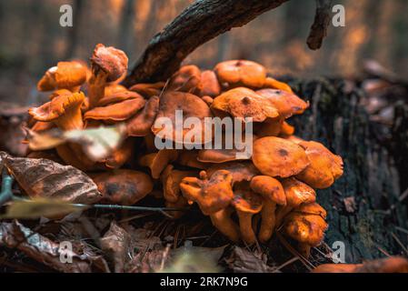 Eine Pilzgruppe, die auf dem Baumzweig im Wald wächst Stockfoto