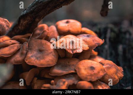 Eine Pilzgruppe, die auf dem Baumzweig im Wald wächst Stockfoto