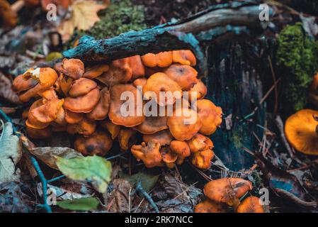 Eine Pilzgruppe, die auf dem Baumzweig im Wald wächst Stockfoto