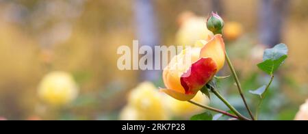 Graceful shoots yellow roses with buds and fading flowers against golden autumn garden Stock Photo