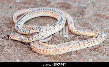 Namib Sand Snake, wissenschaftlich bekannt als Psammophis Namibensis, ist ein leicht giftiges Reptil, das in Namibia beheimatet ist Stockfoto