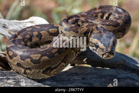 A Southern African Python (Python natalensis) coils in a grassy field, its distinctive black and brown markings highlighted by the warm sunlight Stock Photo