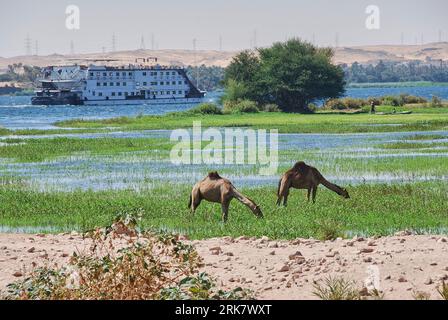 Luxury Nile river cruise ship close to Aswan in Egypt, with Dromedary standing at a marshy riverbed in Egypt. Stock Photo