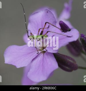 Bush Katydid Nymph (Scudderia) on a Dame's Rocket flower in late May Stock Photo