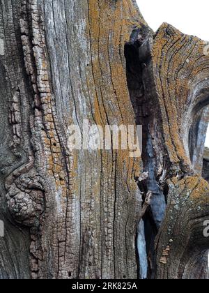 Toter und verfallener Baum mit tiefer Textur und feinen Details Stockfoto