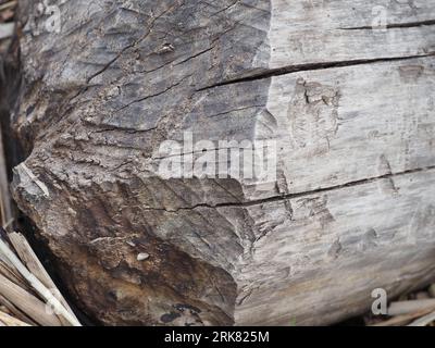 Biberkauholz, das auf einem Sumpfgrasbett ruht, aufgenommen im Frühjahr Stockfoto