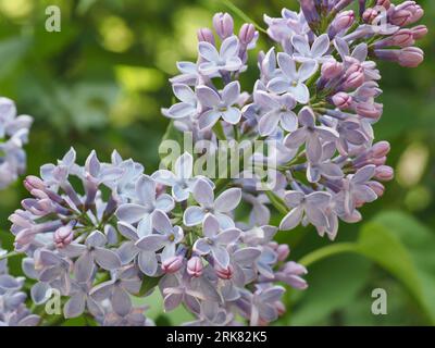 Flieder. Wissenschaftliche Bezeichnung: Syringa vulgaris. Blattform: Herzförmig. Familie: Oleaceae. Bestellung: Lamiales. Königreich: Plantae. Stockfoto