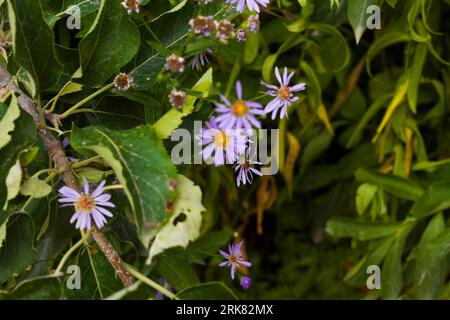 Eine Nahaufnahme eines lebhaften Busches mit einer Gruppe violetter Astra-Weidenblüten und sattgrünen Blättern in verschiedenen Größen Stockfoto