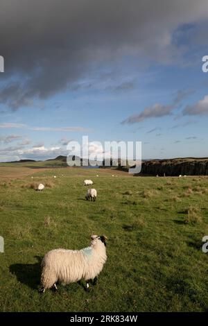 Eine Schafherde weidet auf üppigem grünem Gras auf einem weitläufigen Feld unter einem bewölkten Himmel Stockfoto