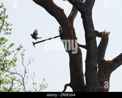 Robin nimmt Flug - Normandale Lake Park in Bloomington, MN Stockfoto