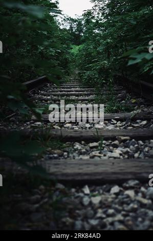 Eine malerische Eisenbahnstrecke, die durch einen üppigen Wald führt und das Auge zu einem hoch aufragenden Baum im Hintergrund führt Stockfoto