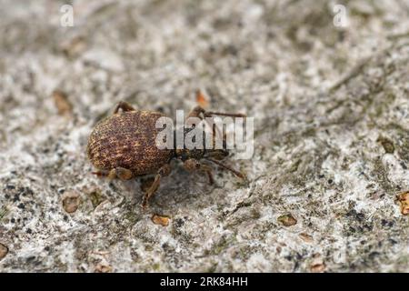 Natürliche Nahaufnahme des kleinen braunen Großnasen-Privatkäfers Otiorhynchus crataegi, der auf Holz sitzt Stockfoto